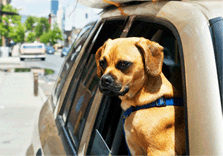 Interstate pet transportation in India