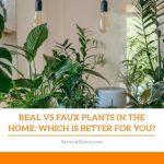 Real vs Faux Plants in the Home: Which is Better for You?