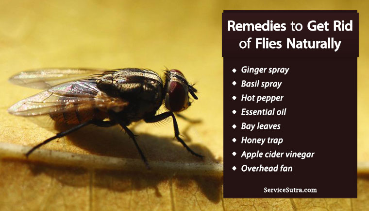 how to get rid of flies in the house