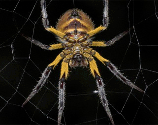 Pest control tips to get rid of spiders at home