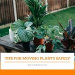Tips for Moving Plants Safely