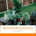 Best Tips for Moving House Plants Safely