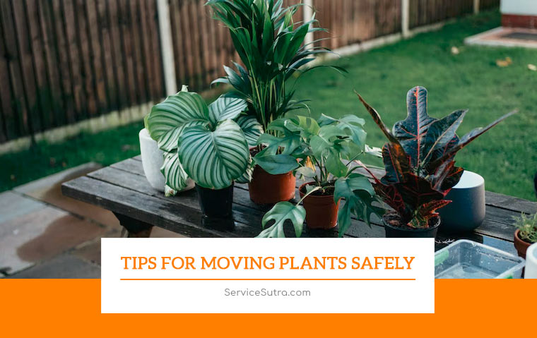 Best Tips for Moving House Plants Safely