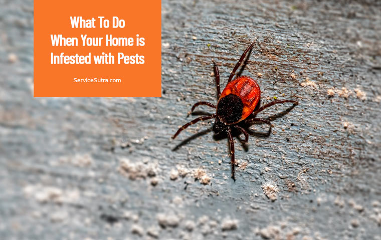 What To Do When Your Home is Infested with Pests